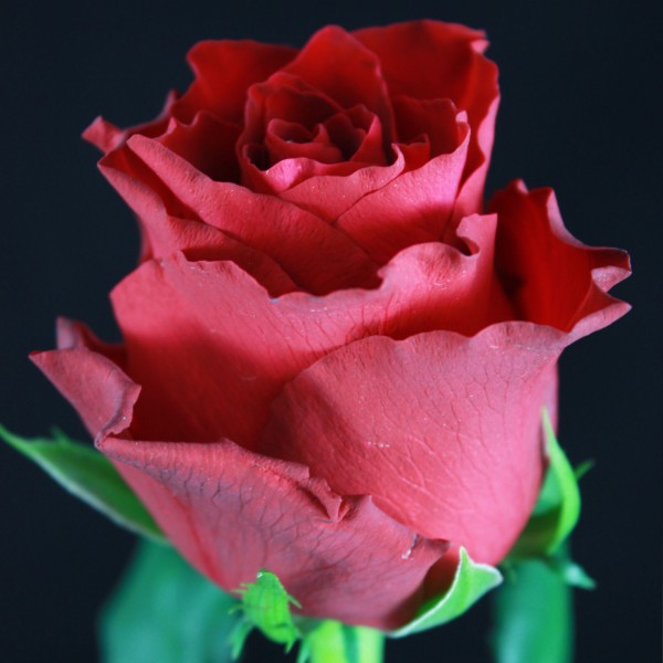 Τριαντάφυλλο Κόκκινο Rhodos ΛΟΥΛΟΥΔΙΑ 